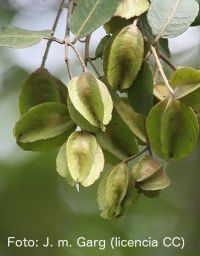 Posible utilidad del fruto de chebula en la enfermedad de Alzheimer