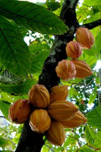 Cacao en la mejora de los síntomas depresivos en caso de sobrepeso