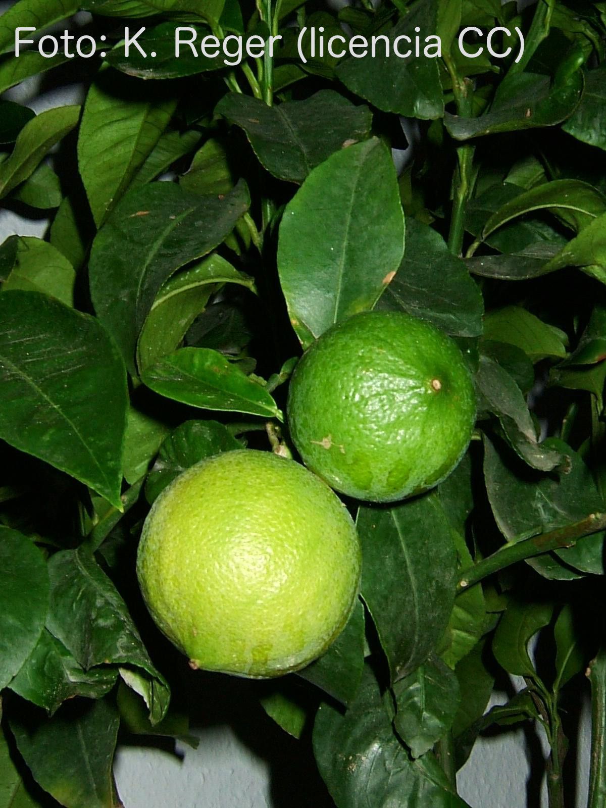 Bergamota, fruto