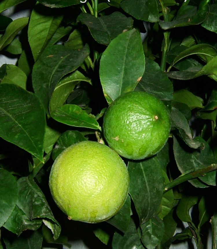 Bergamota, fruto