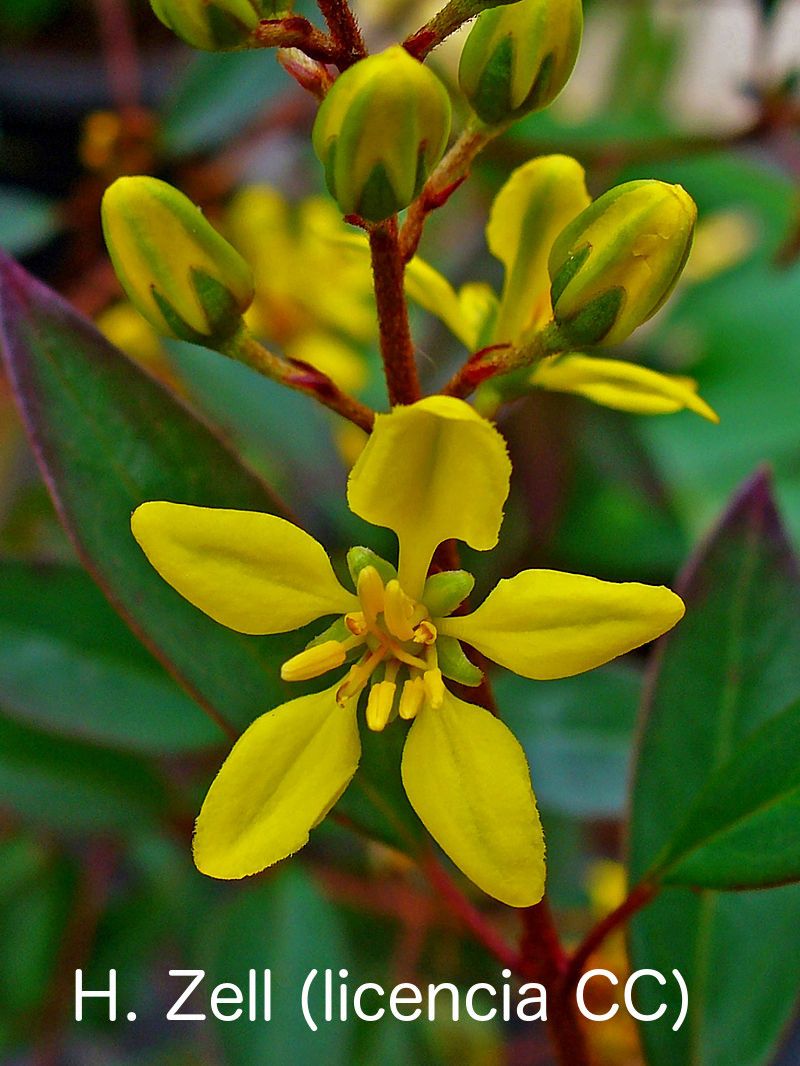 Calderona amarilla