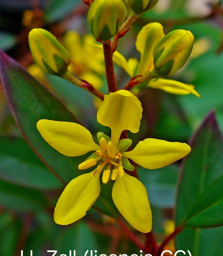 Calderona amarilla