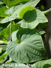 Extracto de rizoma de kava-kava <i>Piper methysticum</i> en el tratamiento de la ansiedad