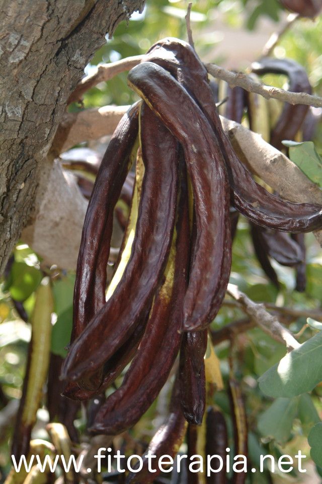 Algarrobo, fruto