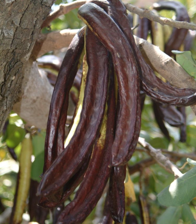 Algarrobo, fruto