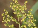 Premio Nobel de Medicina 2015 por planta medicinal contra la malaria