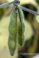 DaidzeÃna: potencial terapéutico y retos de formulación de una isoflavona de origen vegetal