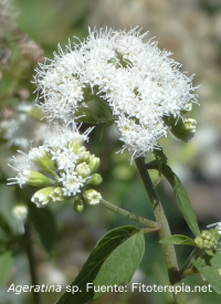 Efecto de un extracto de <i>Ageratina pichinchensis</i> en el tratamiento del pie de atleta