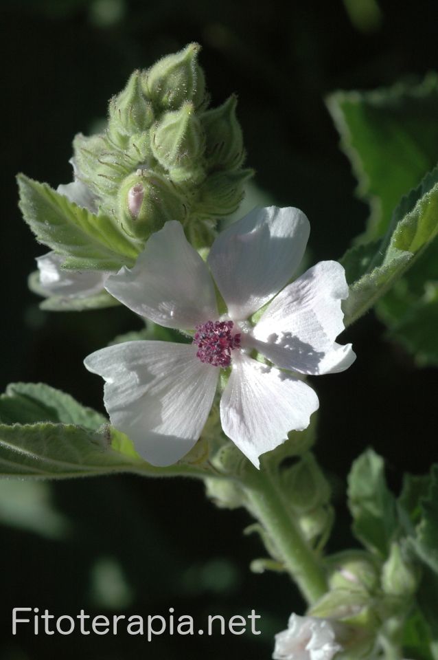 Malvavisco, flor