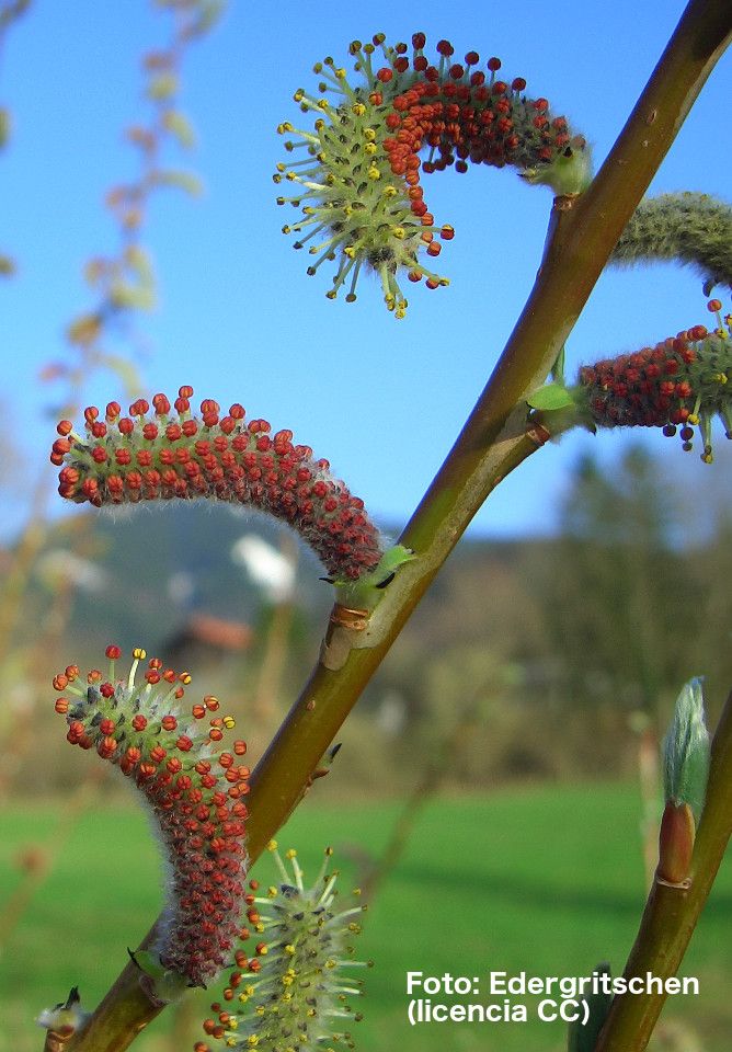 <i>Salix purpurea</i>