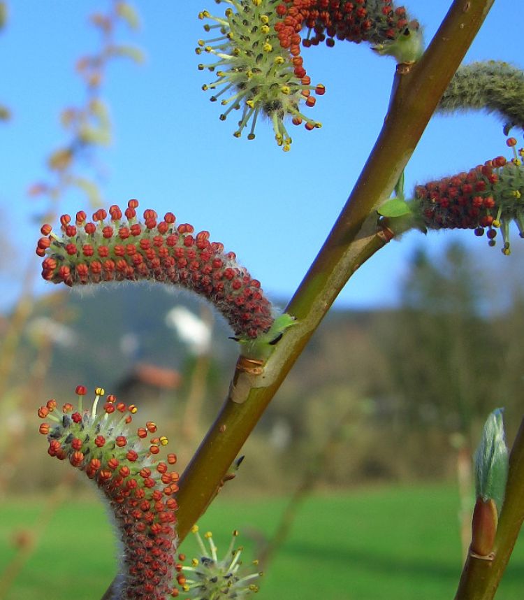 <i>Salix purpurea</i>