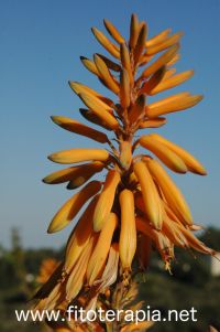 El <i>Aloe vera</i> mejora la biodisponibilidad de las vitaminas C y E
