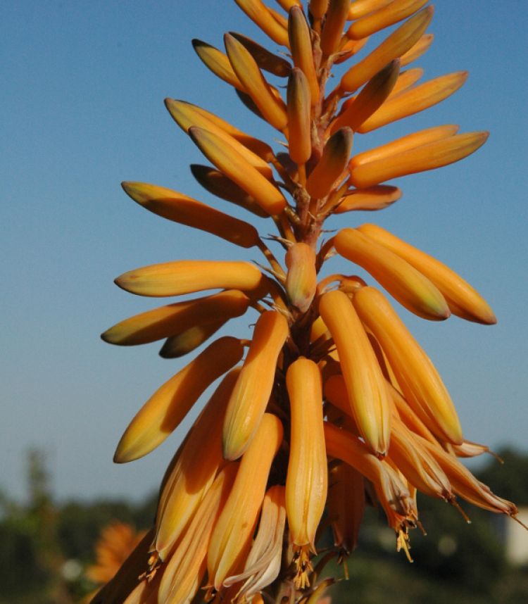 Aloe vera