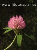 Plantas medicinales para la prevención y el tratamiento de la obesidad posmenopáusica