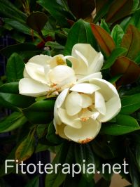 Efecto de la combinación de los extractos de magnolia y árbol de Amur en el control de peso corporal