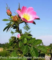 Rosa mosqueta