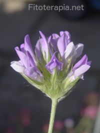 Revisión de los usos tradicionales y modernos del género <i>Psoralea</i>