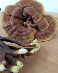 Reishi, cuándo y cómo tomarlo