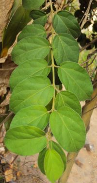 La <i>Gymnema sylvestre</i> en casos de sobrepeso y obesidad con diabetes mellitus tipo II no controlados adecuadamente con antidiabéticos orales