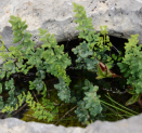 Inca sayre (<I>Argyrochosma nivea</i> (Poir.) Windham) en la diabetes del adulto