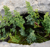 Inca sayre (<I>Argyrochosma nivea</i> (Poir.) Windham) en la diabetes del adulto