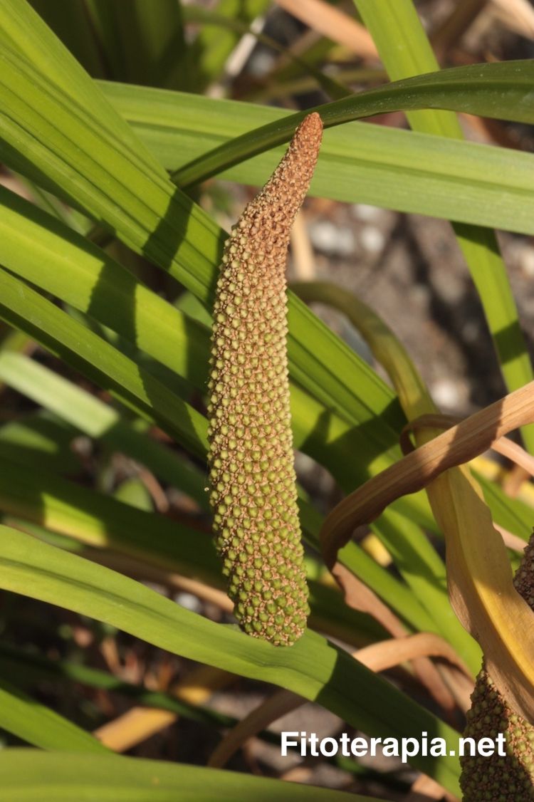 Cálamo aromático