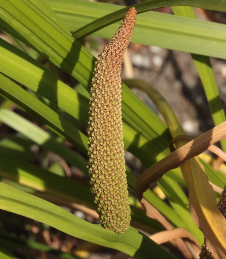 Cálamo aromático