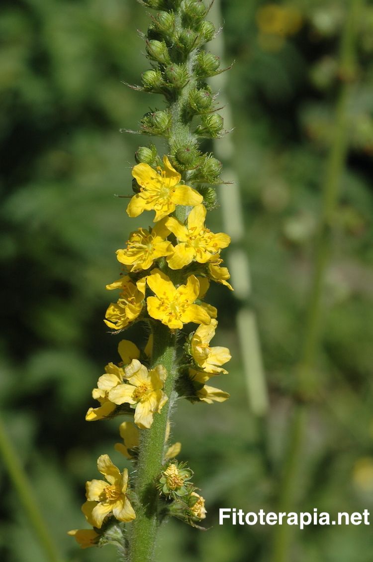 <i>Agrimonia eupatoria</i>