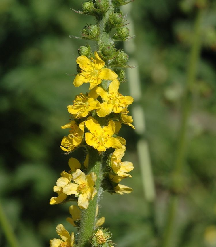 <i>Agrimonia eupatoria</i>