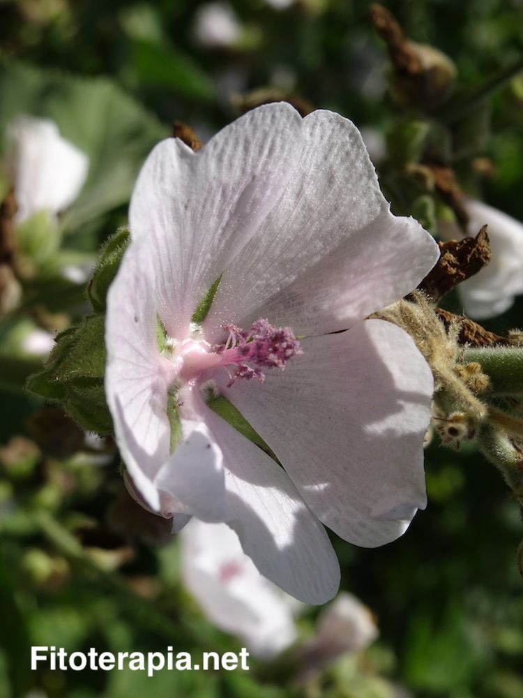 Malvavisco, flor