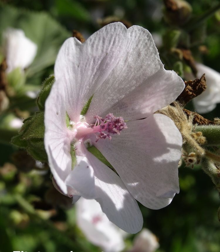 Malvavisco, flor