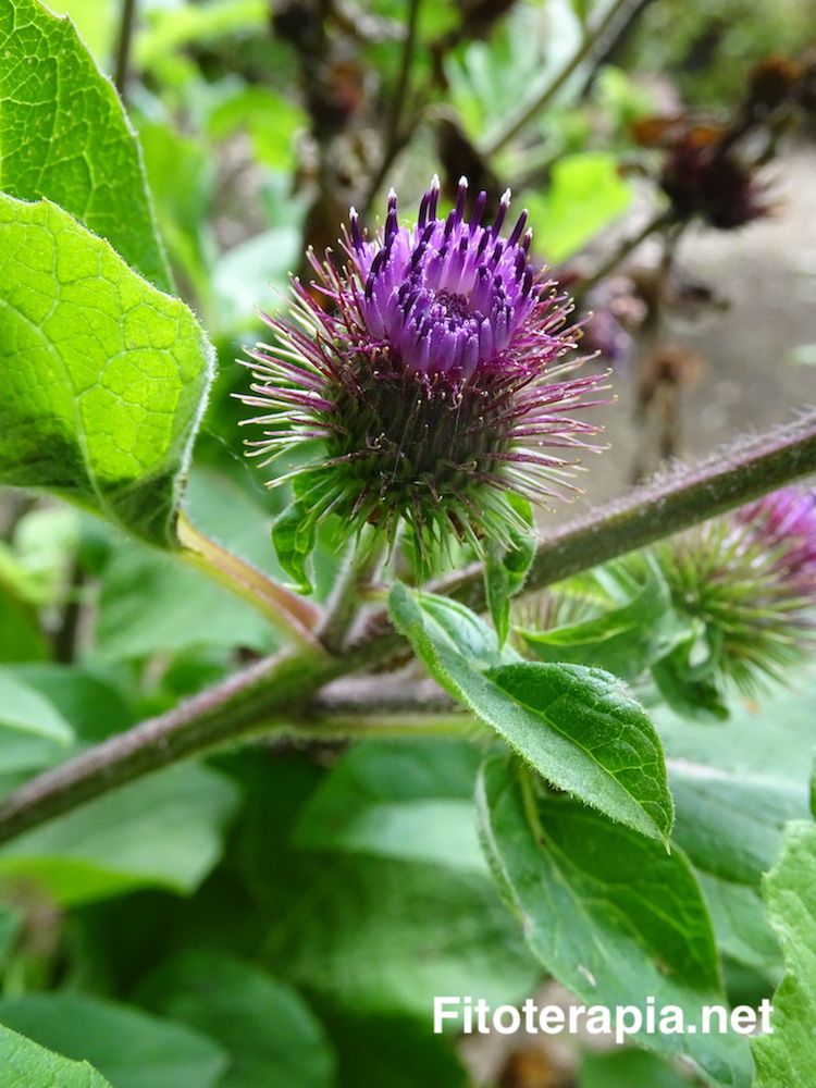 <i>Arctium minus</i>