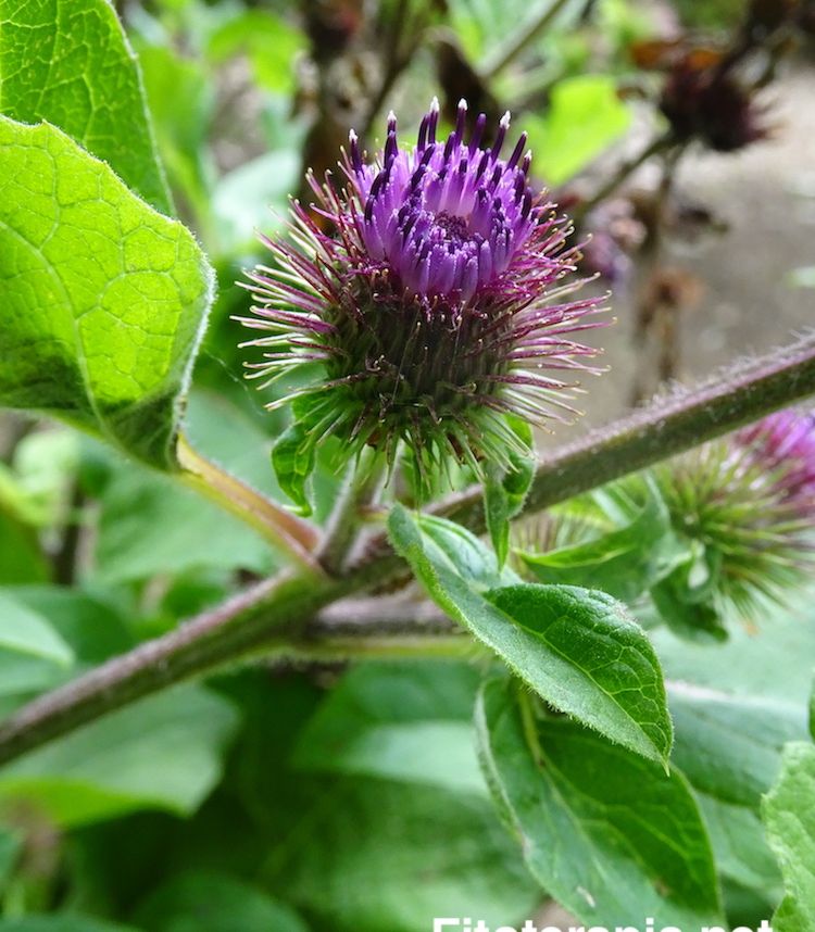 <i>Arctium minus</i>