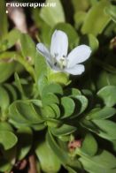 <i>Bacopa monnieri</i> en la enfermedad de Parkinson