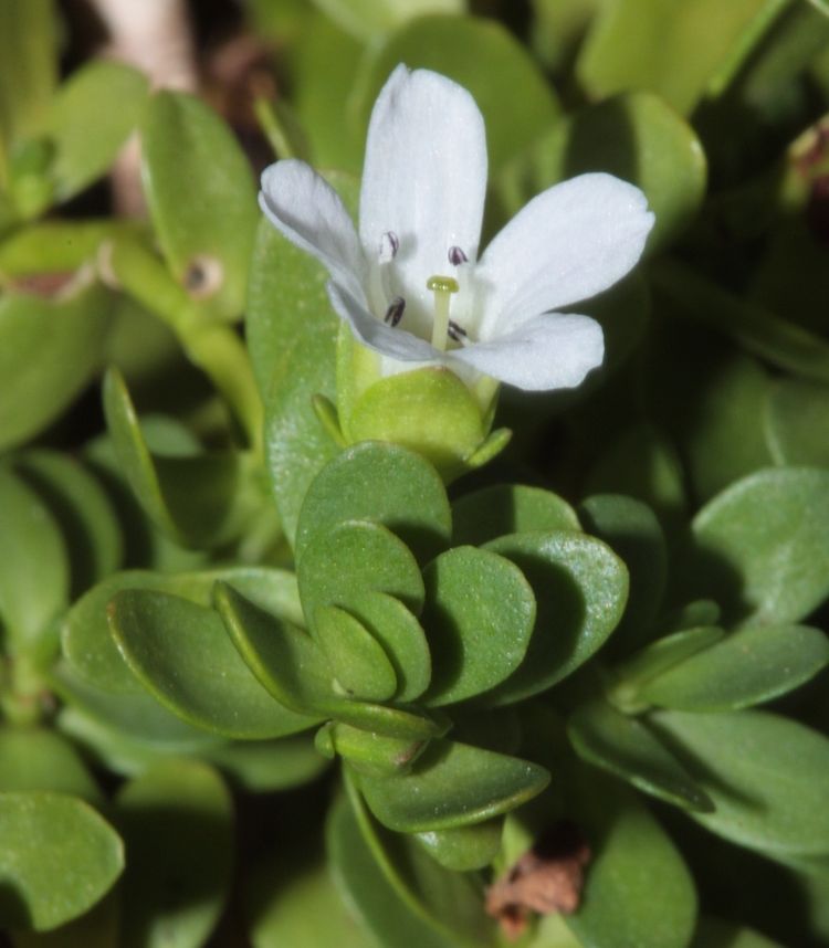 Bacopa