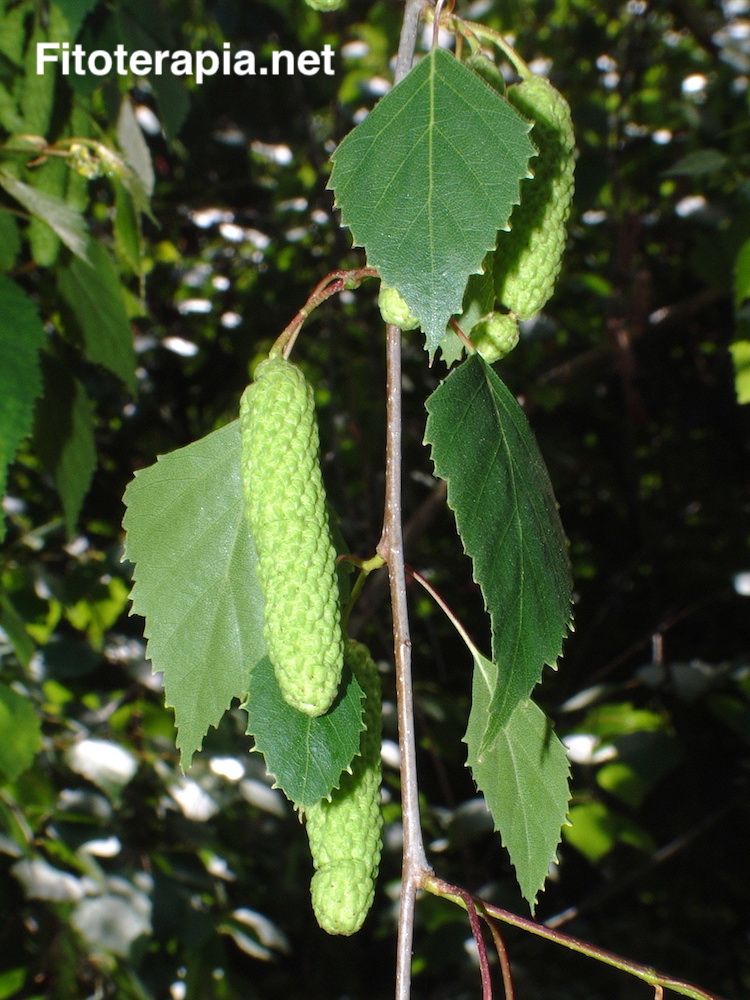 <i>Betula pendula</i>