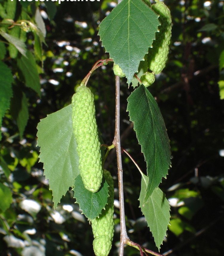 <i>Betula pendula</i>