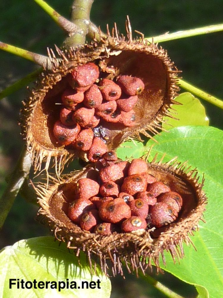 Achiote