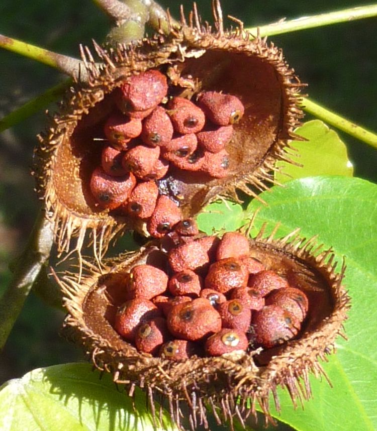 Achiote