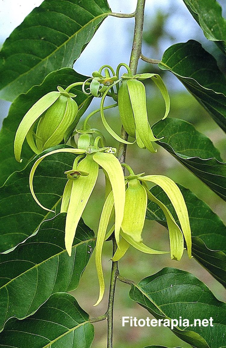 Ylang-Ylang