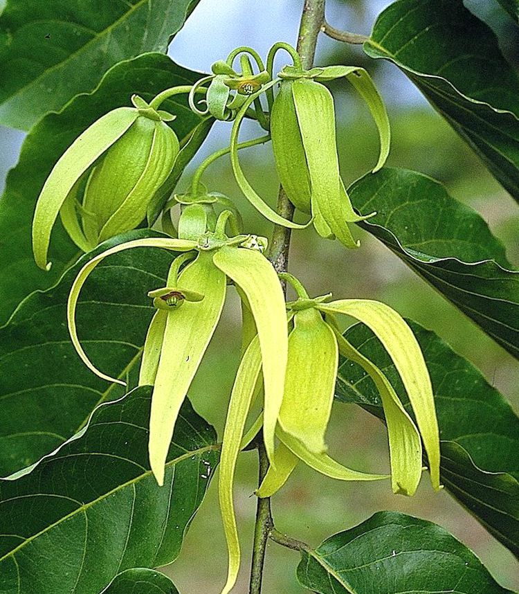 Ylang-Ylang