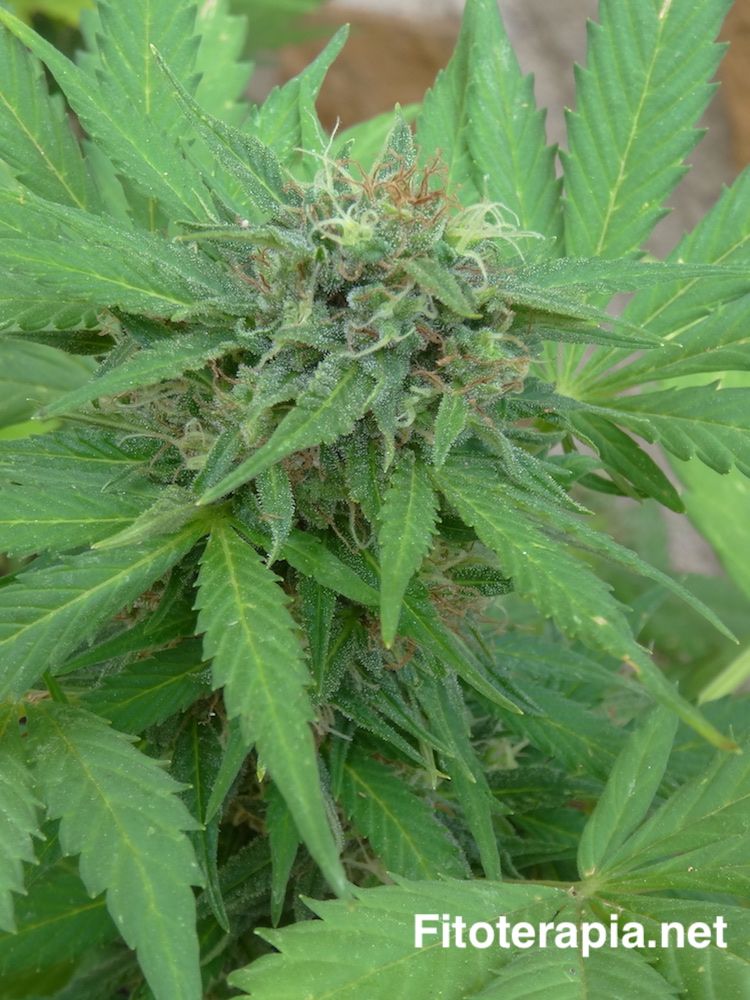 <i>Canabis sativa</i>