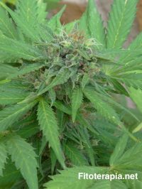 Revisión del potencial terapéutico de los cannabinoides