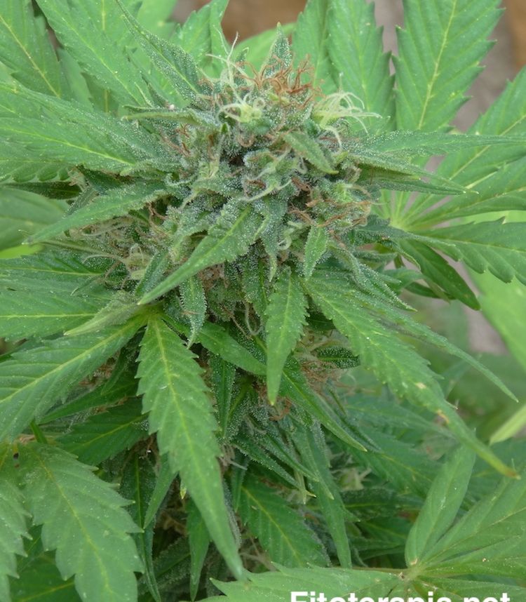 <i>Canabis sativa</i>