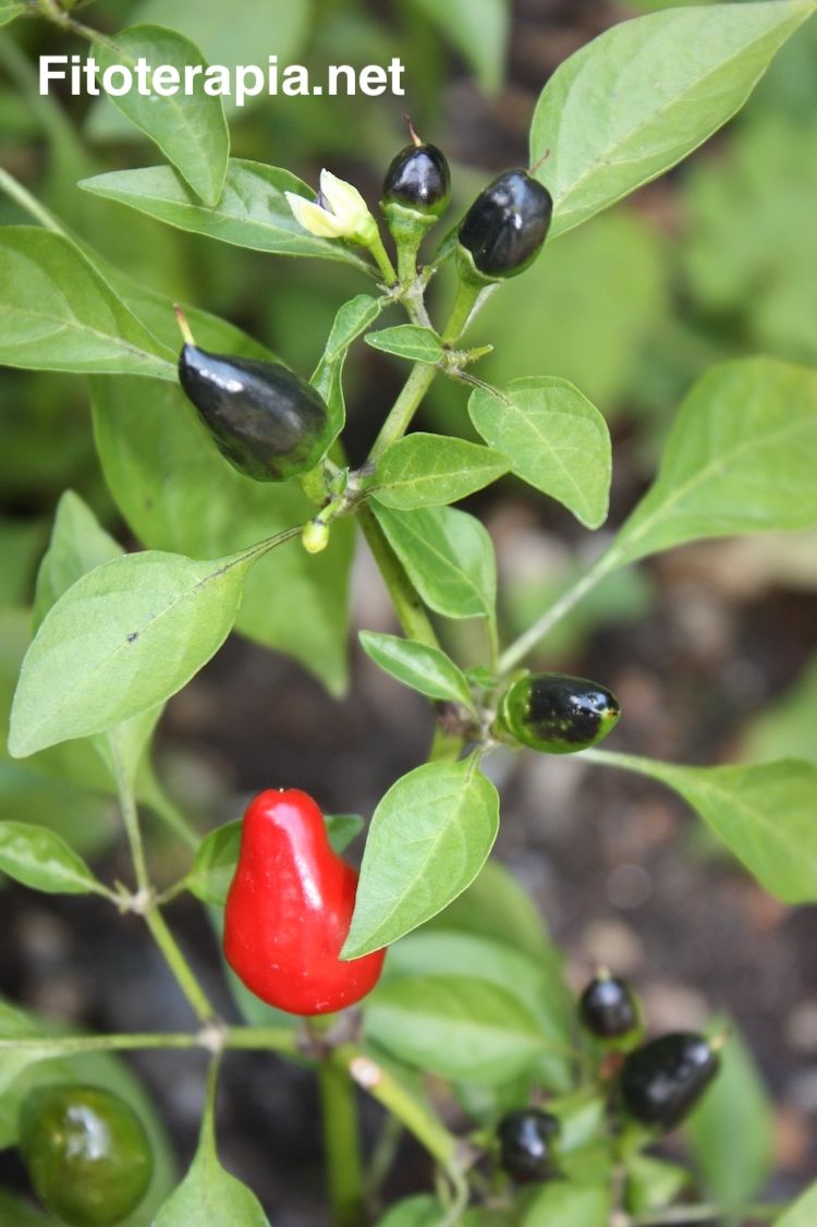 </i>Capsicum annuum</i>
