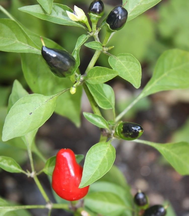 </i>Capsicum annuum</i>