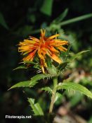 El aceite de cártamo en el síndrome metabólico