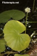Estudio de la actividad inhibidora de la colinesterasa de plantas medicinales 