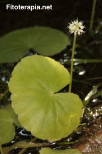 Efecto ansiolítico de la centella asiática