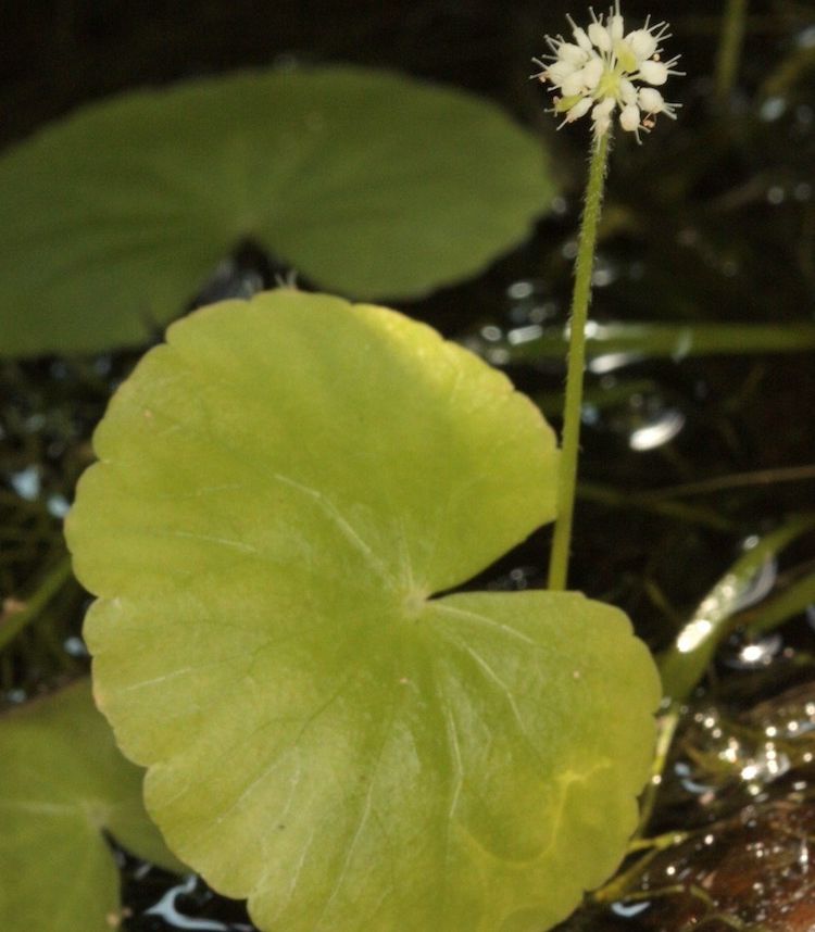 Centella asiatica